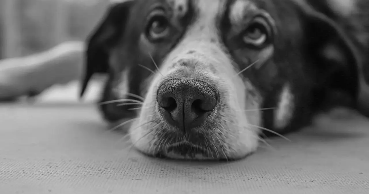 m倾向到底是什么？你真的了解吗？ 一